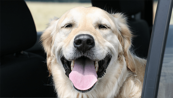 Opfylde spørge Bungalow Sådan beskytter du din hund i sommervarmen